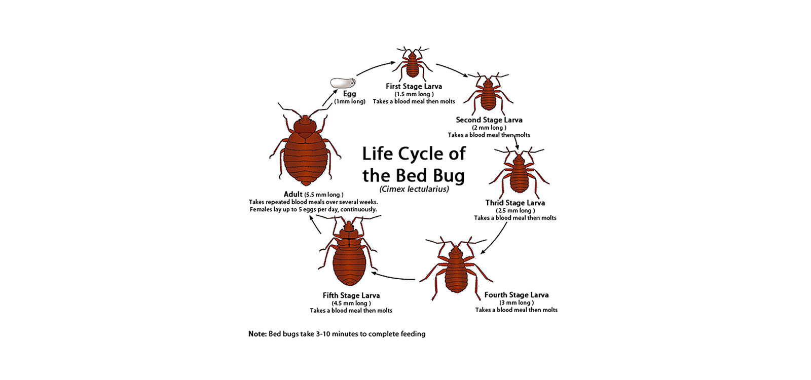 The Ultimate Guide To Best Bed Bug Exterminator New York