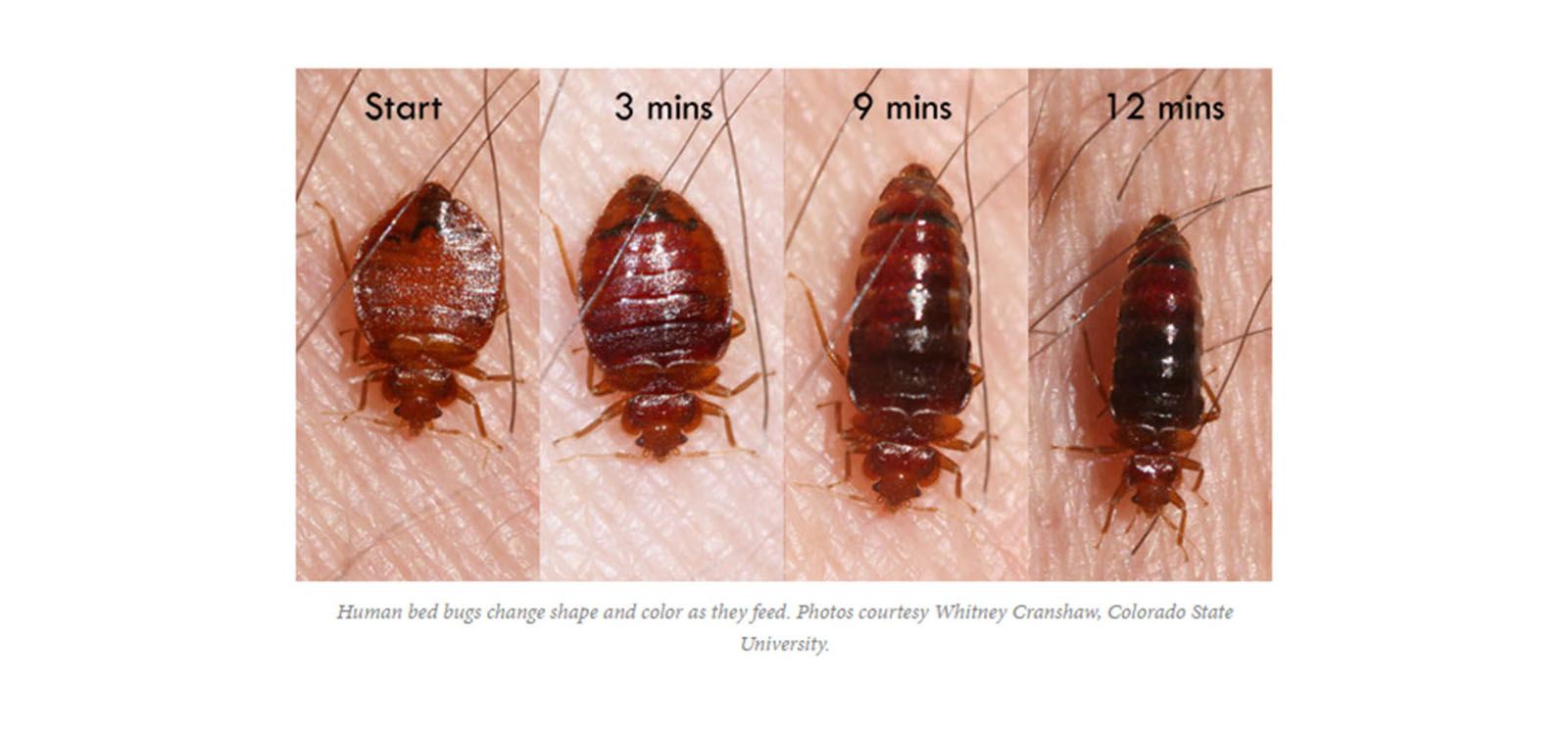 bed bug treatment